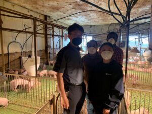 Pig farm, Jeju, South Korea. May 2020